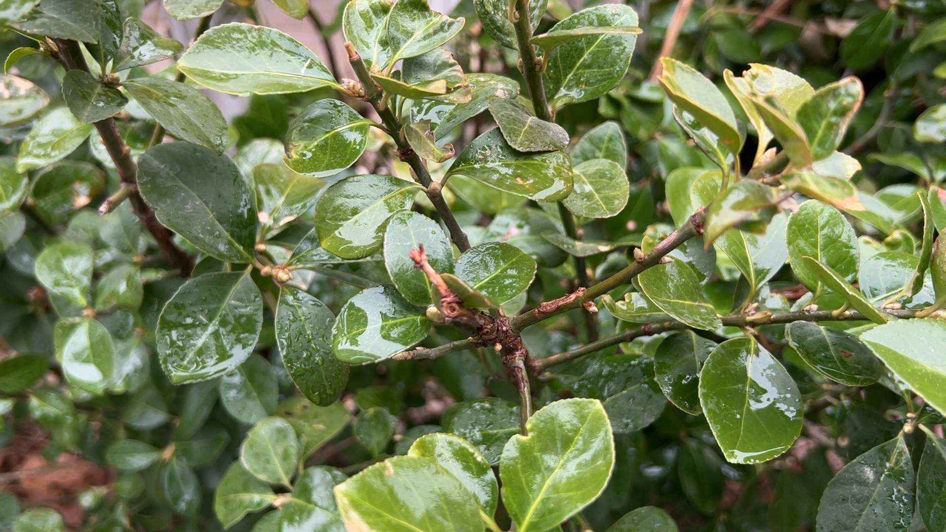 枣庄天气_鲁南地区阴有小雨转多云_山东未来三天天气预报