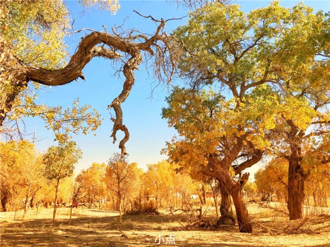 寻枫有指南,墨迹天气“枫叶预报”助你轻松赏秋