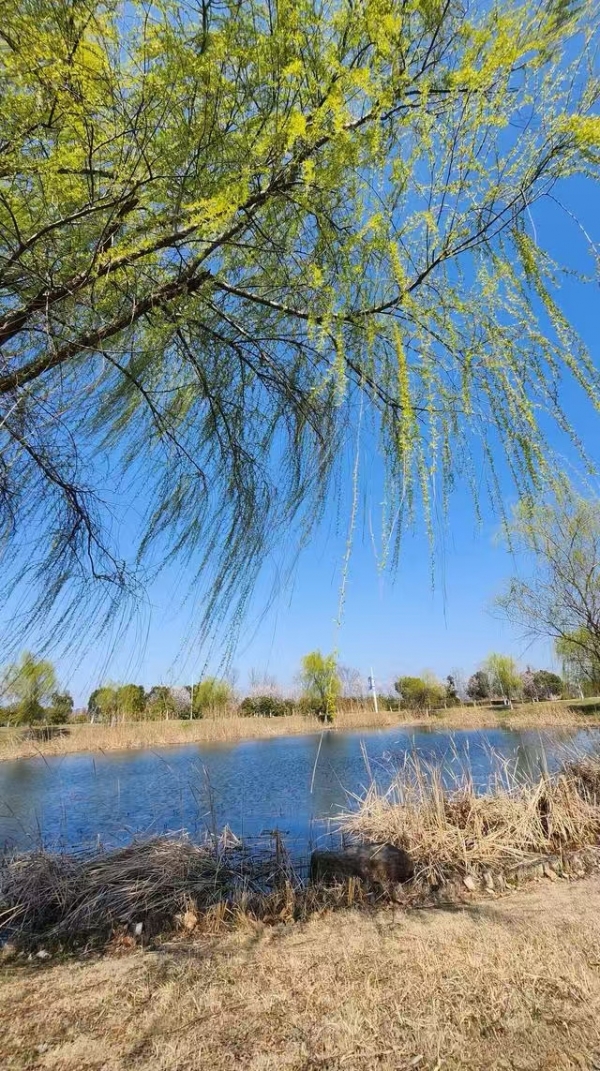 无锡天气_江苏气温骤降20℃到10℃冷空气影响_2026年江苏天气突变降温雨雪春捂指南